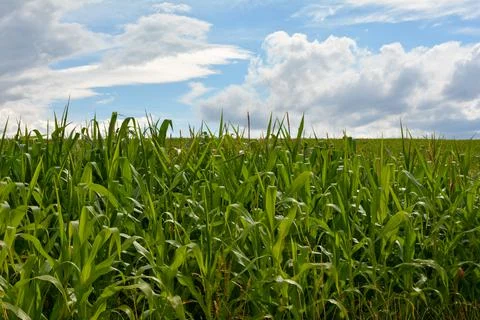 Corn field with blue sky Stock Photos