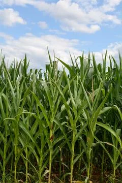 Corn field with blue sky Stock Photos
