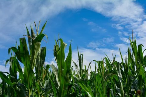 Corn field with blue sky Stock Photos