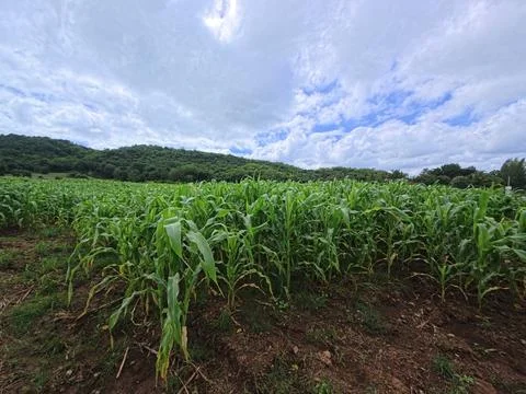 Corn field with blue sky Stock Photos