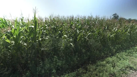Corn field - border of rows Vídeo Stock 123783949