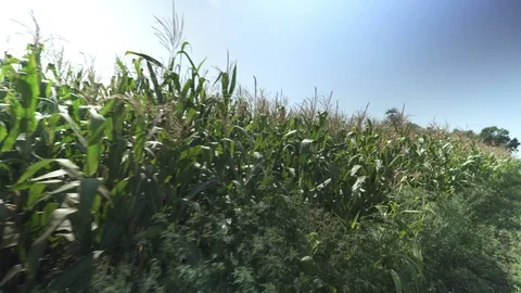 Corn field - border rows Stock-Footage 123783980