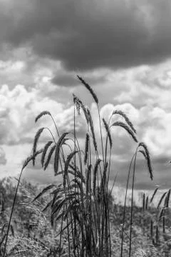 Corn in the field bw Stock Photos
