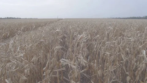 Corn field from the cab of the combine Stock Footage 74305921