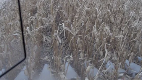 Corn field from the cab of the combine Stock Footage 74305934