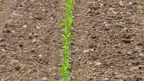 Corn field with camera zoom out Stock-Footage 130778459