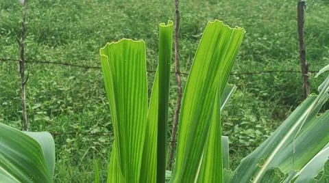 Corn Field Canopy and Crop Rows Overview 스톡 사진