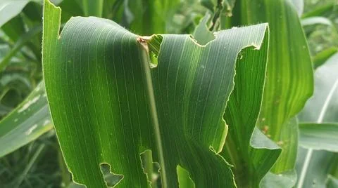 Corn Field Canopy and Crop Rows Overview Stock Photos