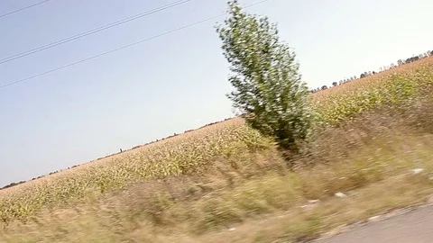 Corn Field Canted Vehicle Shot Stock Footage 81513616