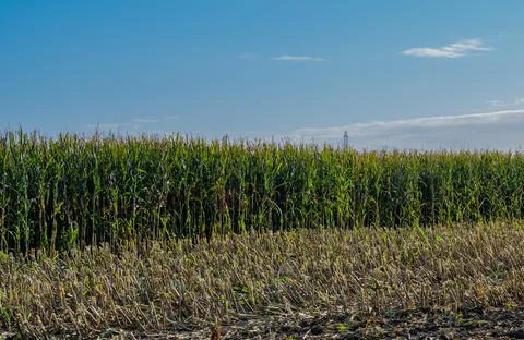 Corn field is chopped up during the corn harvest Stock Photos