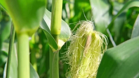 Corn field in clear day, corn tree with blue cloudy Sky Stock Footage 273696856