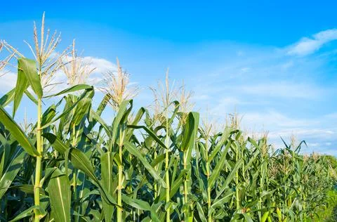 Corn field in clear day, Corn tree at farm land with blue cloudy Sky Stock Photos