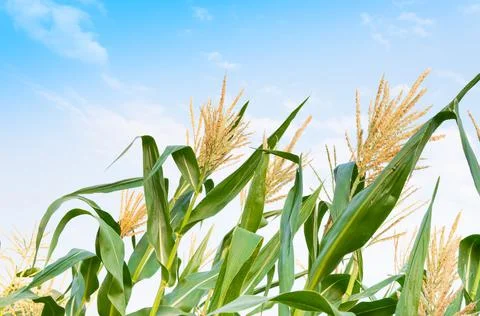 Corn field in clear day, corn tree with blue cloudy Sky Stock Photos