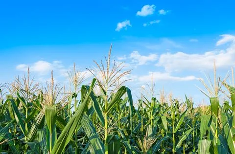 Corn field in clear day, Corn tree at farm land with blue cloudy Sky Stock Photos