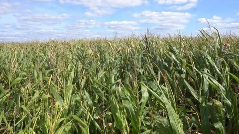 Corn field on a clear Sunny day Stock Footage 80066694