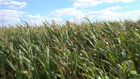 Corn field on a clear Sunny day Stock Footage 80066986