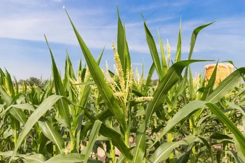 Corn field close up on blue sky background Foto stock