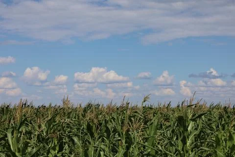 Corn in the field close-up, fodder corn for livestock. Stock Photos