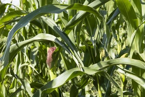 Corn in the field close-up, fodder corn for livestock. Stock Photos