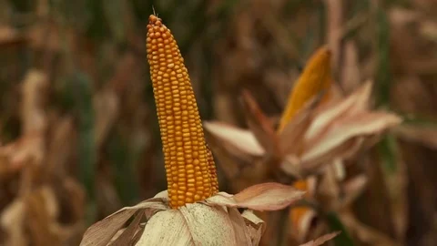 Corn on the Field. Close Up Stock Footage 73878803