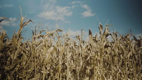 Corn Field Close Up Stock Footage 252384163
