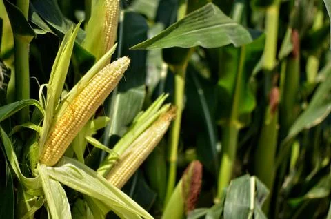 Corn field. Close-up Foto stock