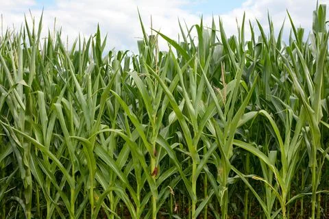 Corn field in close up Stock Photos