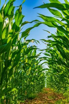 Corn field close up. Selective focus. Green Maize Corn Field Plantation in .. Stock Photos
