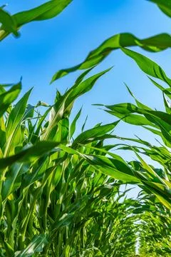 Corn field close up. Selective focus. Green Maize Corn Field Plantation in .. Stock Photos