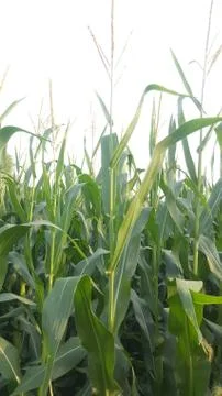 Corn field close-up at the sunset Stock Photos