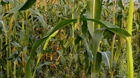 Corn field close-up, thickets of corn foliage with ears of corn ready to harvest Stock Footage 160209685