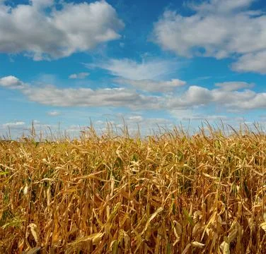 A corn field close up under a beautiful blue sky with clouds. Stock Photos