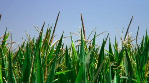 Corn field (closeup) Stock Footage 278980