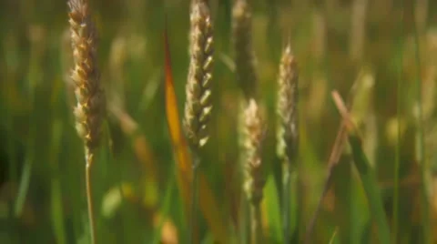 Corn field closeup Stockbeeldmateriaal 4884648
