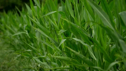 Corn Field (Closeup) 스톡 동영상 137326760