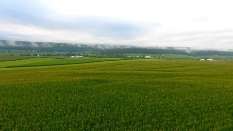 Corn Field Clouds Video stock 93571742