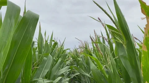 Corn Field Cloudy Day with Wind, Maize Crop Blowing in the Wind 库存影片 148127907