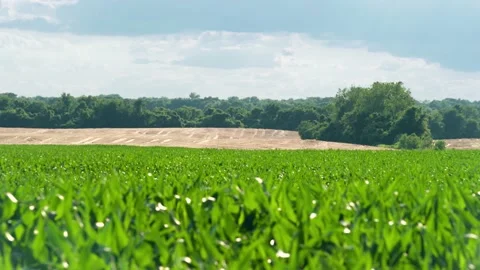 Corn field with cloudy sky open scenic view Vídeos de archivo 133534102