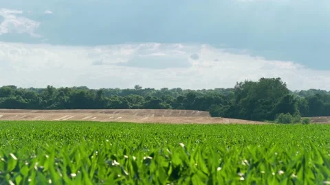 Corn field with cloudy sky open scenic view Vídeos de archivo 133534169