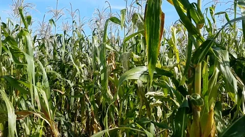 A Corn Field  co Stock Footage 116624118