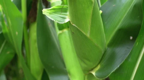 Corn Field Cobb CU 스톡 동영상 41412047