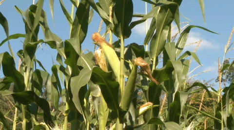 Corn Field cobe Видео 440576
