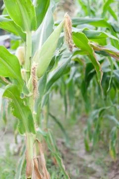 Corn field, corn on the cob Stock Photos
