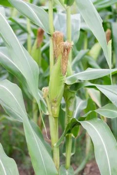 Corn field, corn on the cob Stock Photos
