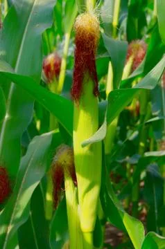 Corn field with corn on the cob Stock Photos