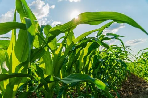 Corn field. Corn cultivation. Corn leaves with blurred background 库存照片