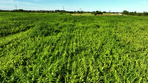Corn field. Corn on the green stalk in the field Vidéo 204019115
