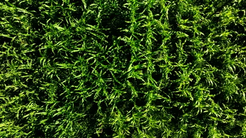 Corn field. Corn on the green stalk in the field Stock Footage 204019819