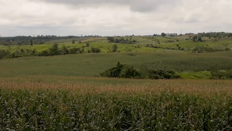 Corn field, corn plantation during the day Stock Footage 102640837