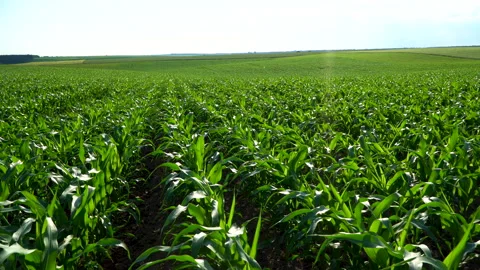 Corn field. Corn plantation. Green field of young corn under the sunlight. Stock Footage 244989768